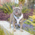 Reversible Dog Harness - Avocado Toast (BPC - SECONDS - FINAL SALE)