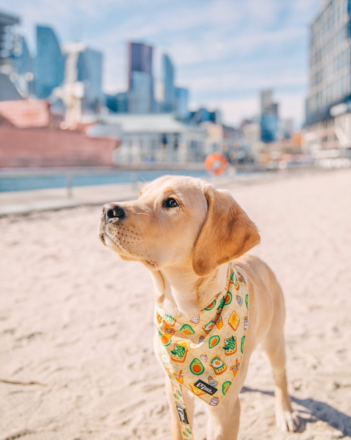 Cooling Dog Bandana - Avocado Toast (Blue Paw Co. - FINAL SALE)
