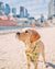 Cooling Dog Bandana - Avocado Toast (Blue Paw Co. - FINAL SALE)