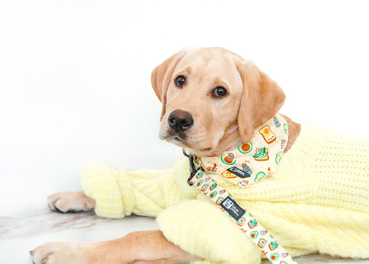Cooling Dog Bandana - Avocado Toast (Blue Paw Co. - FINAL SALE)