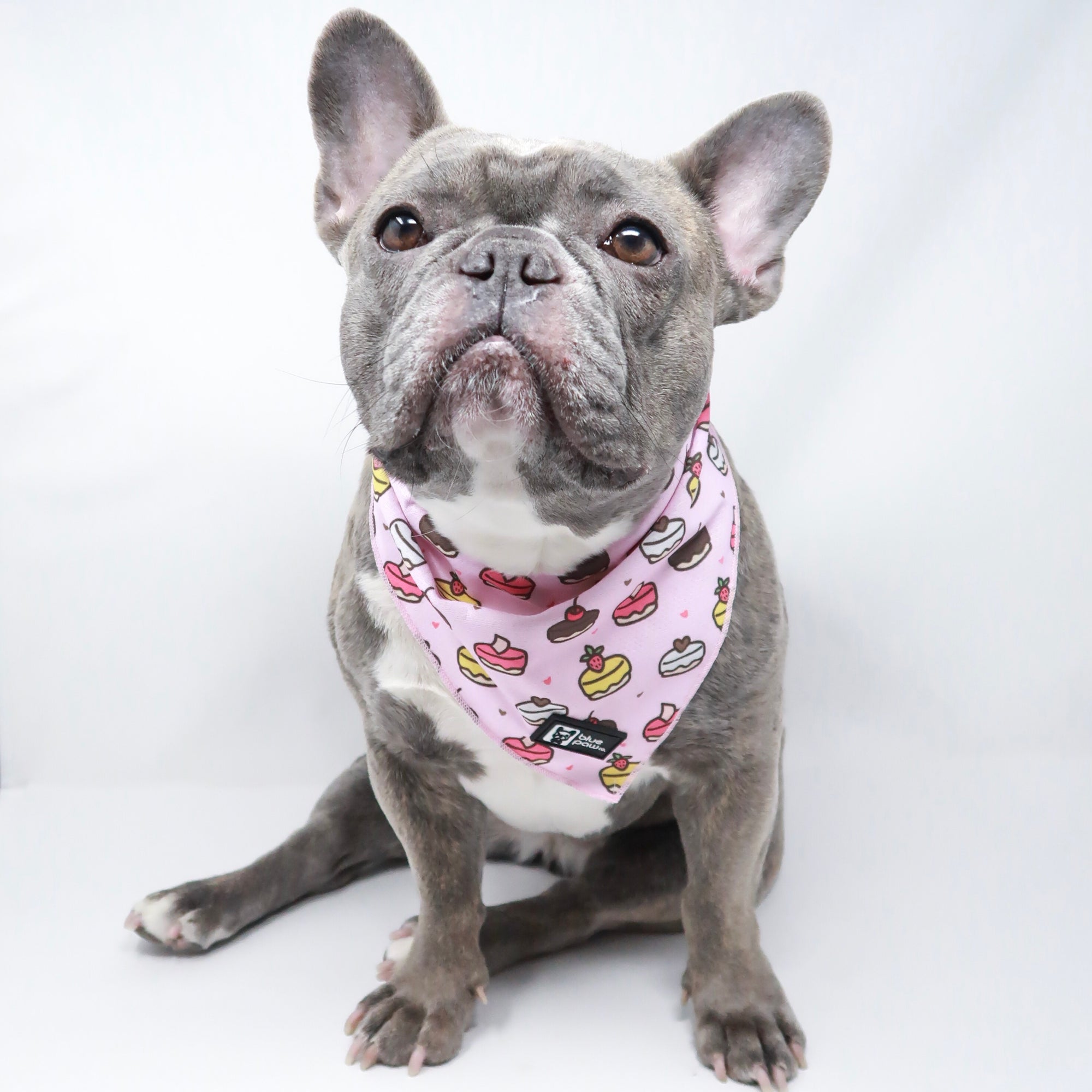 Dog Bandana - Piece Of Cake - Blue Paw Co.