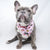 Dog Bandana - Piece Of Cake - Blue Paw Co.