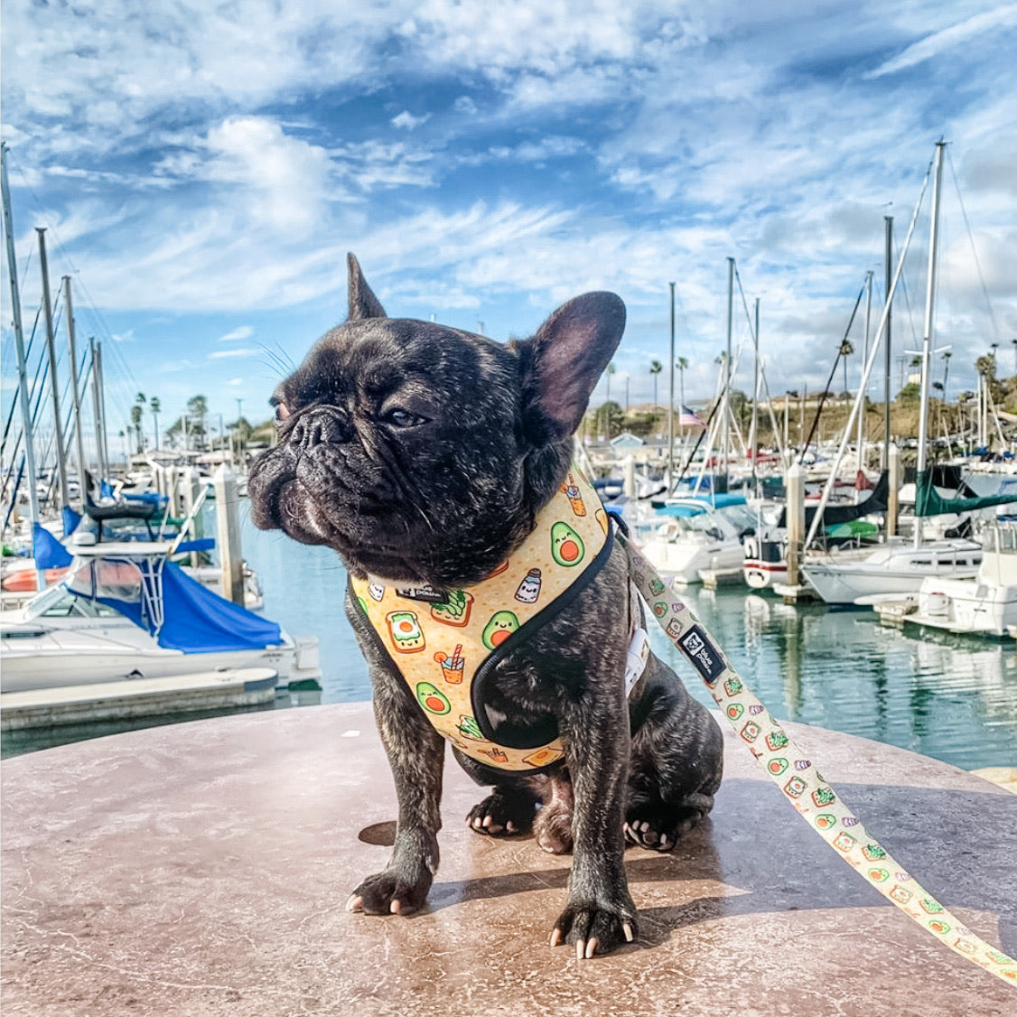 Reversible Dog Harness - Avocado Toast (BPC - SECONDS - FINAL SALE)