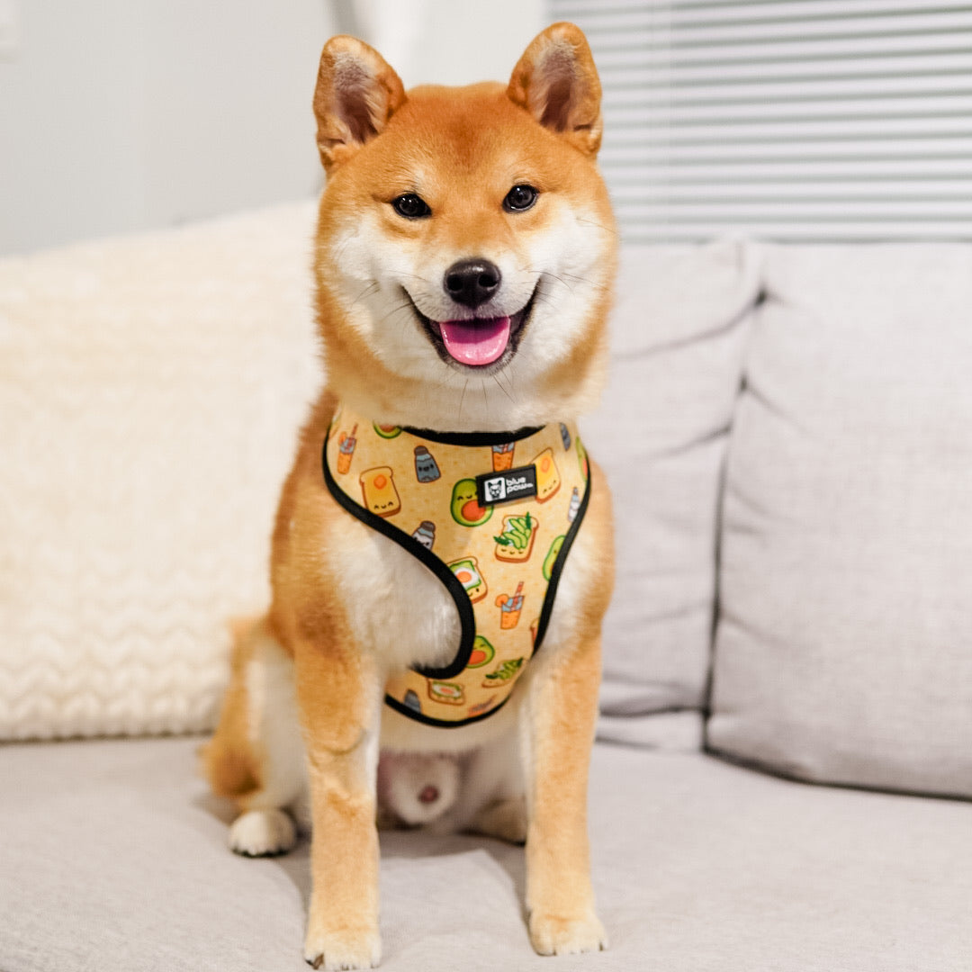 Reversible Dog Harness - Avocado Toast (BPC - SECONDS - FINAL SALE)