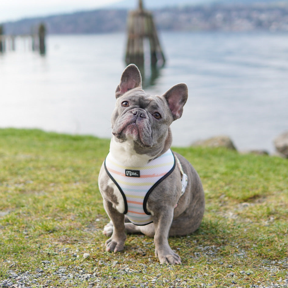 Reversible Dog Harness - Avocado Toast (BPC - SECONDS - FINAL SALE)
