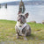 Reversible Dog Harness - Avocado Toast (BPC - SECONDS - FINAL SALE)