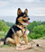Reversible Dog Harness - Taco Fiesta (SECONDS - FINAL SALE)