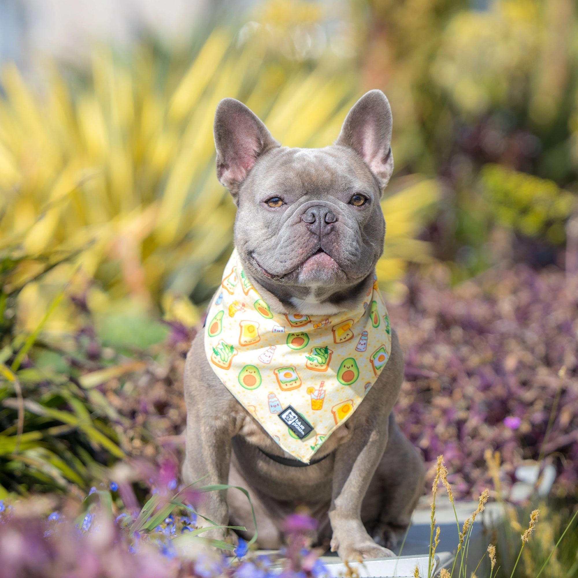 Cooling Dog Bandana - Avocado Toast (Blue Paw Co. - FINAL SALE)