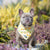 Cooling Dog Bandana - Avocado Toast (Blue Paw Co. - FINAL SALE)