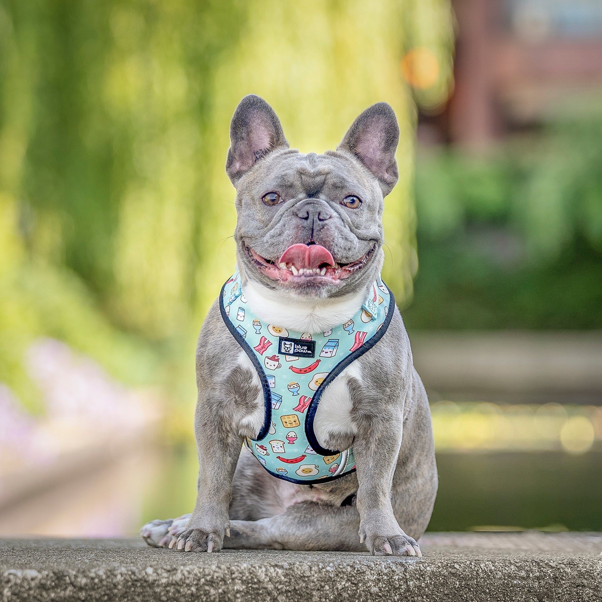 Adjustable Dog Harness - Thanks A Brunch (Blue Paw Co. - FINAL SALE)