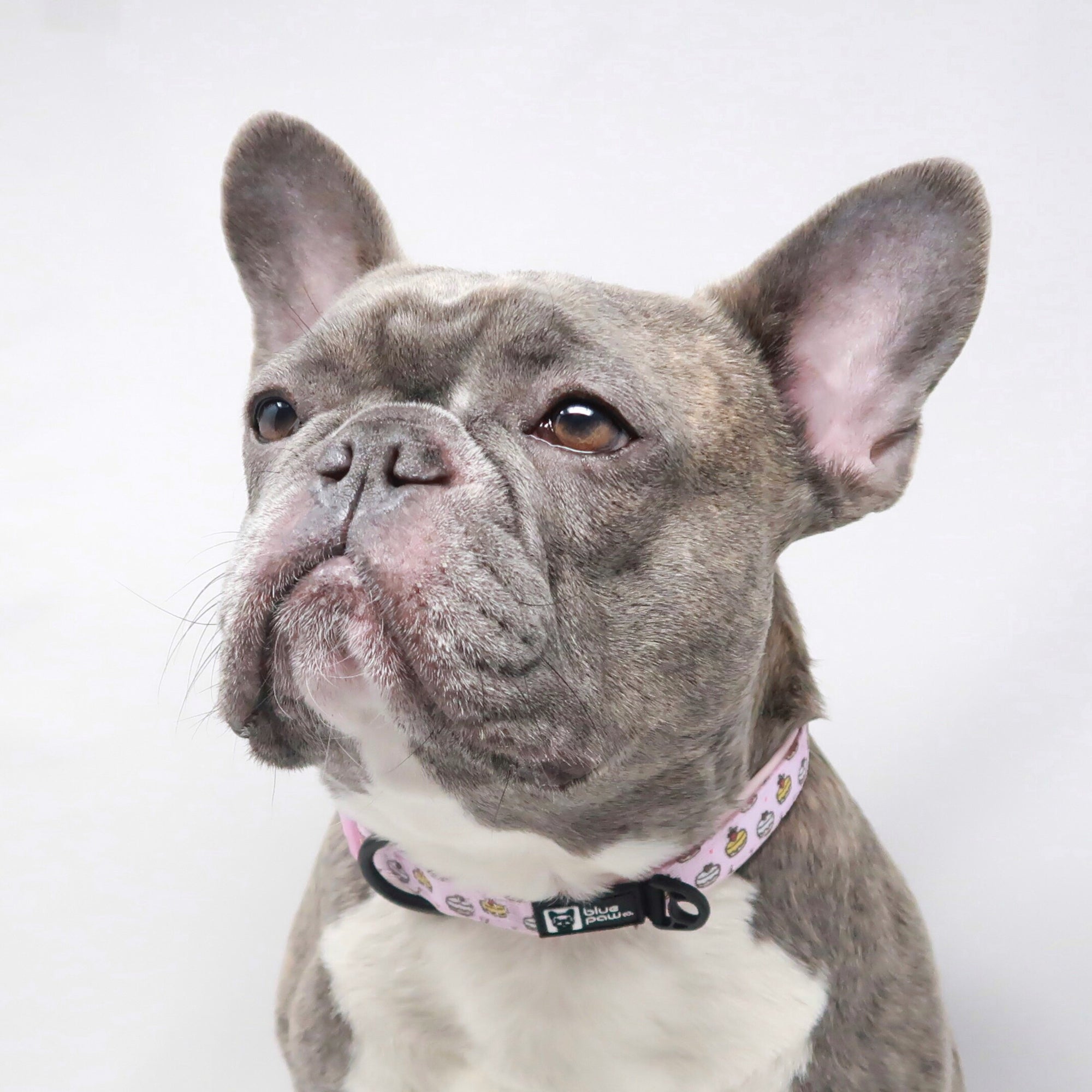 Dog Collar - Piece of Cake (Blue Paw Co. - FINAL SALE)