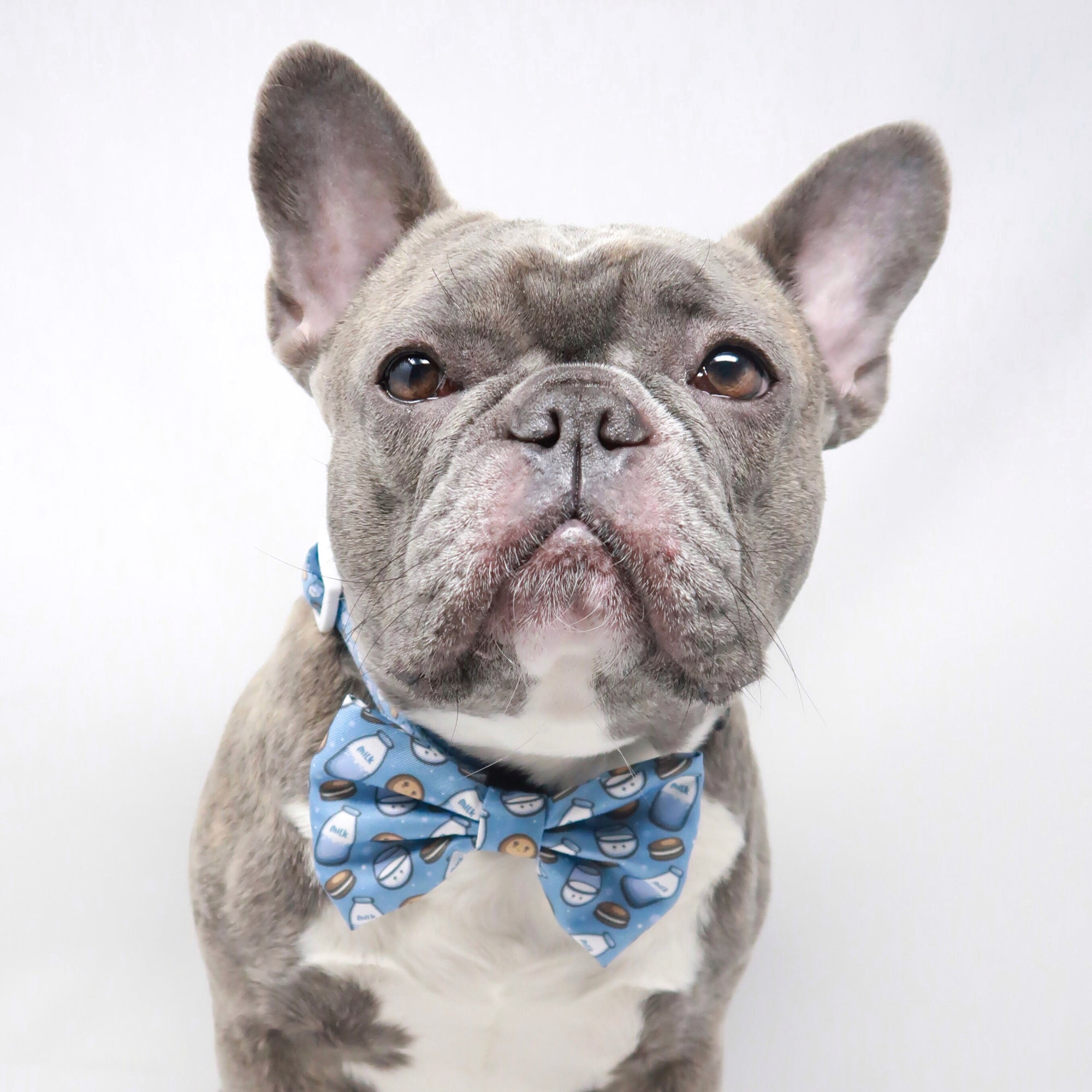 Dog Bow Tie - Milky Way (Blue Paw Co. - FINAL SALE)