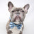 Dog Bow Tie - Milky Way (Blue Paw Co. - FINAL SALE)