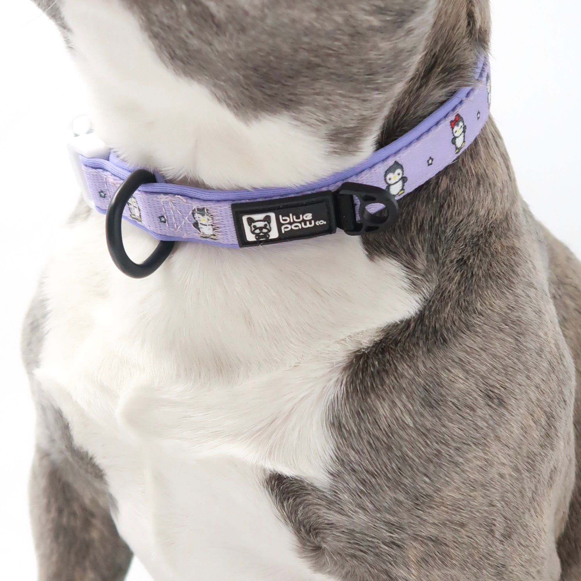 Dog Collar - Frosty Feet (Blue Paw Co. - FINAL SALE)