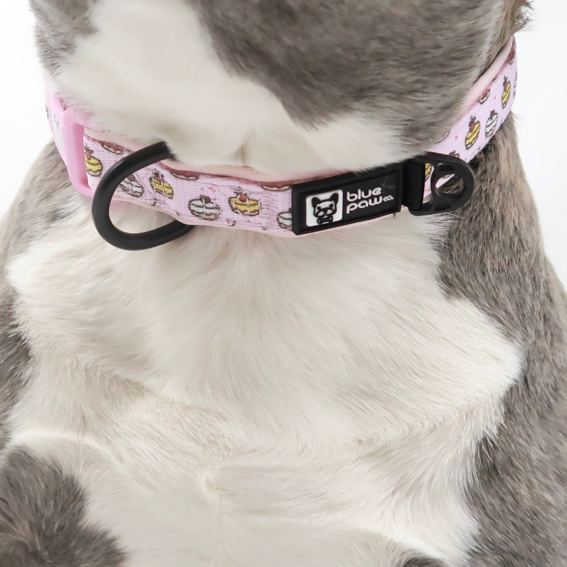 Dog Collar - Piece of Cake (Blue Paw Co. - FINAL SALE)