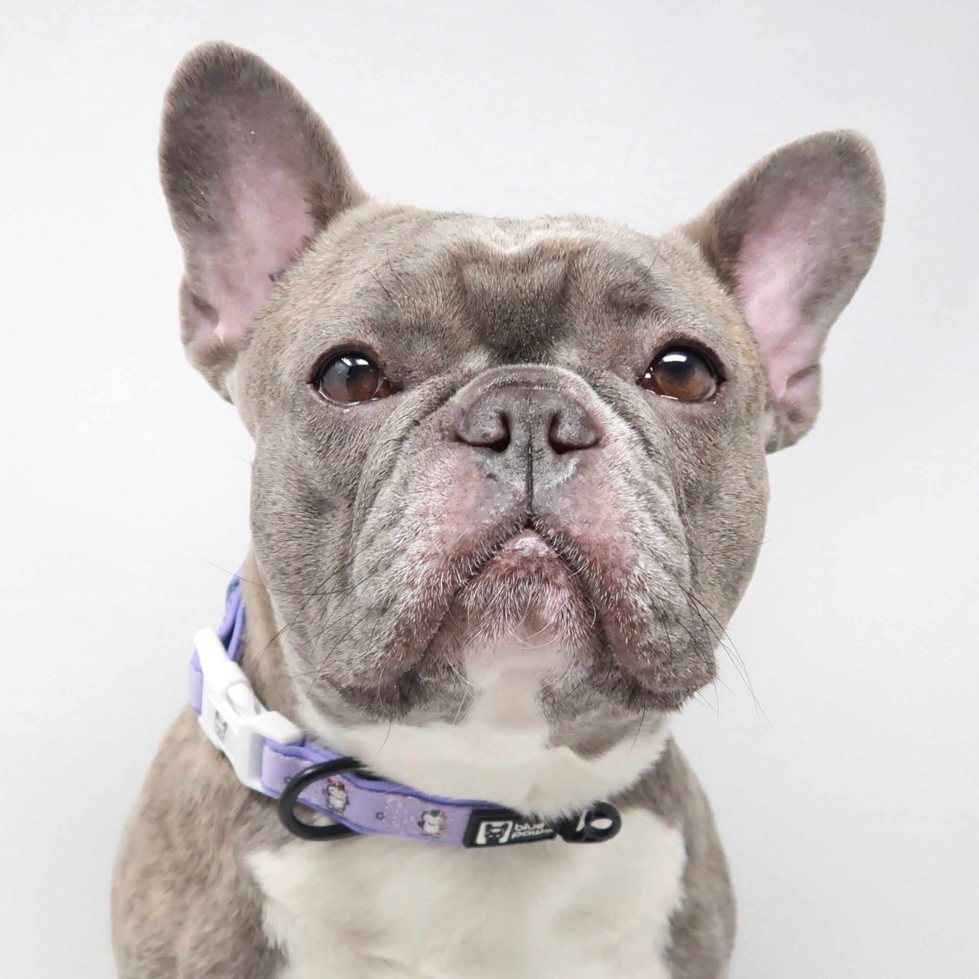 Dog Collar - Frosty Feet (Blue Paw Co. - FINAL SALE)