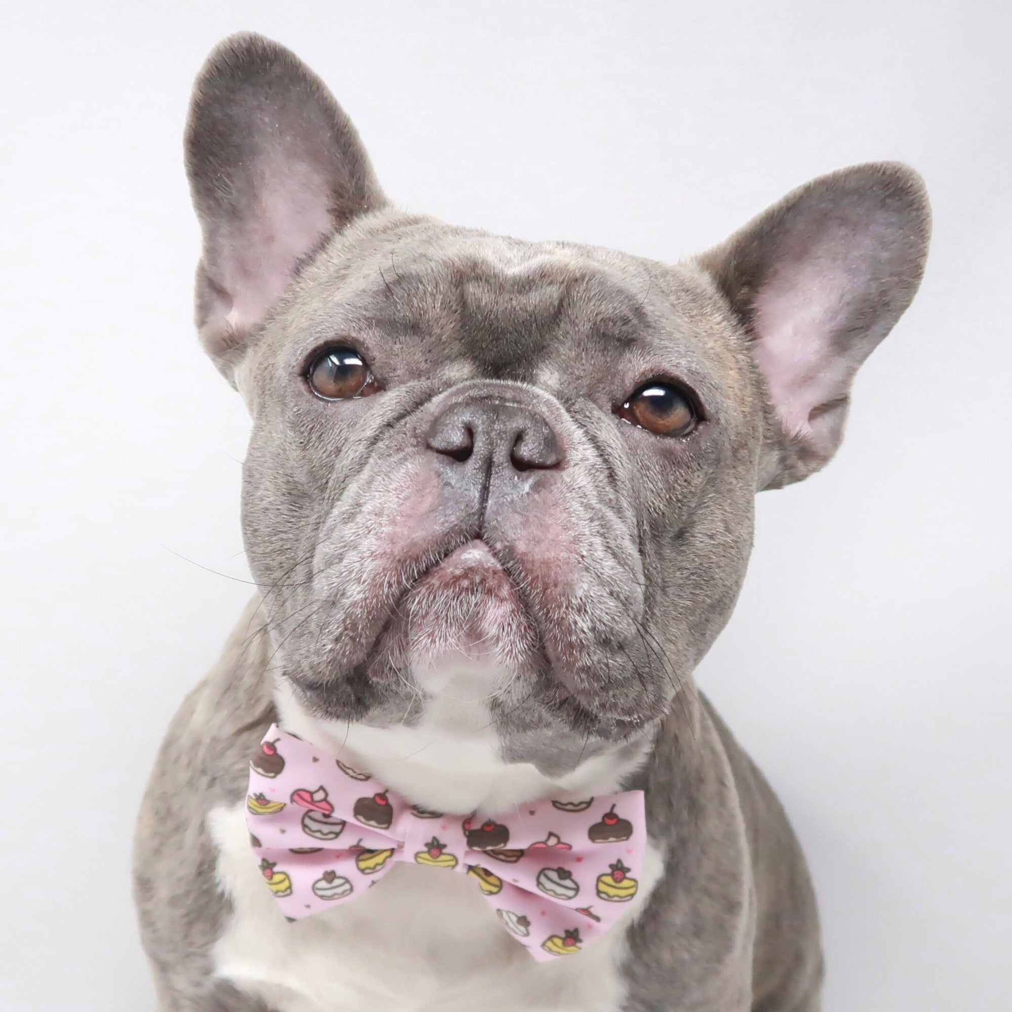 Dog Collar - Piece of Cake (Blue Paw Co. - FINAL SALE)