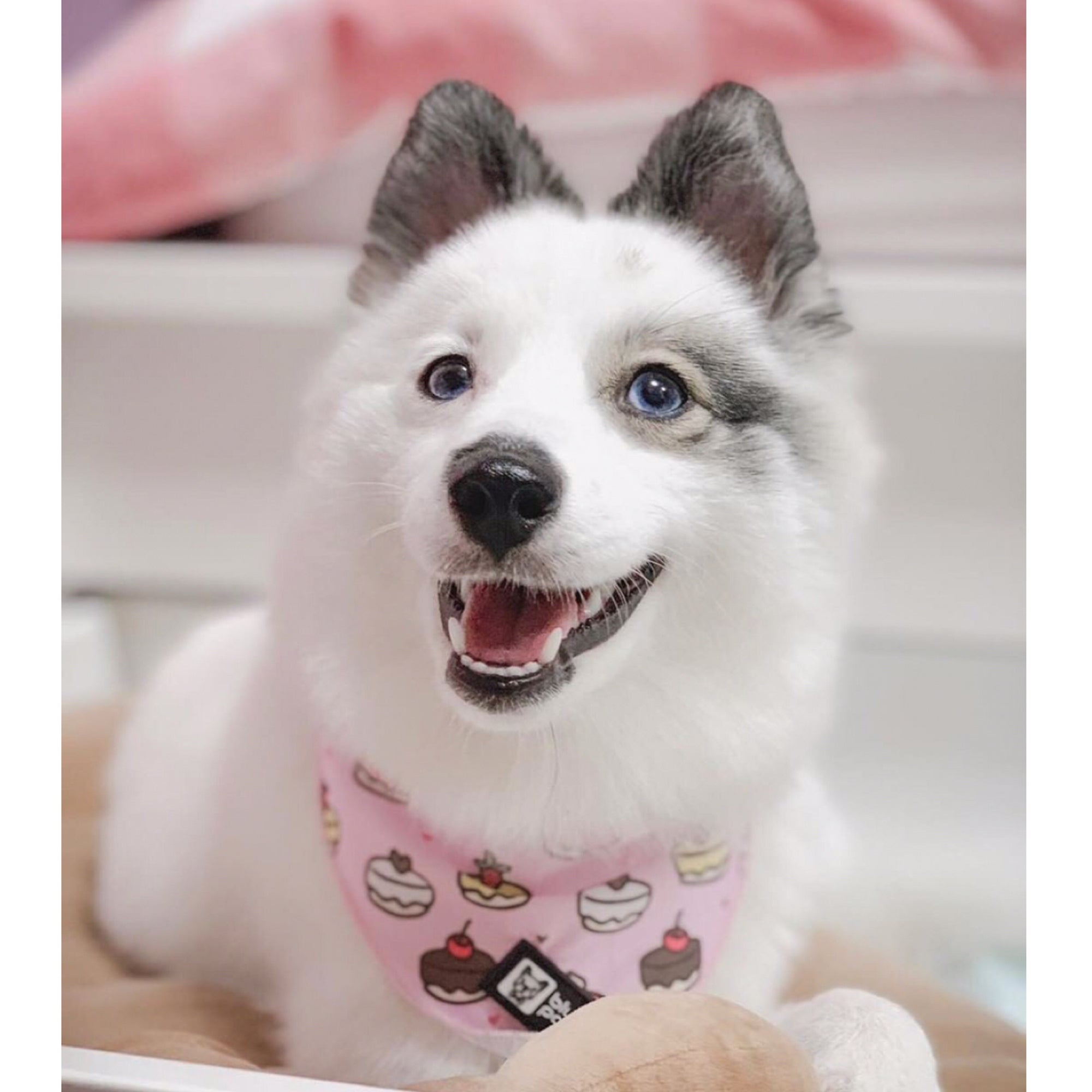 Cooling Dog Bandana - Piece Of Cake (BPC - SECONDS - FINAL SALE)