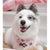 Cooling Dog Bandana - Piece Of Cake (BPC - SECONDS - FINAL SALE)