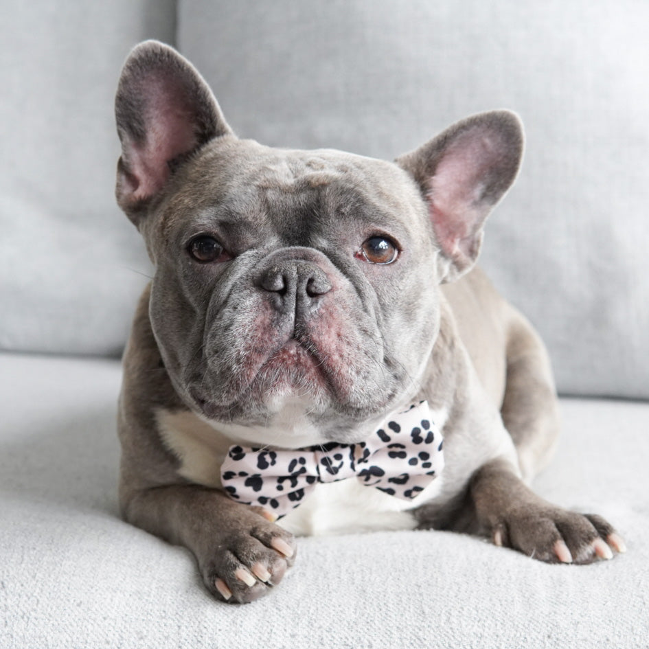 Dog Bow Tie - Leopard (Blue Paw Co. - FINAL SALE)