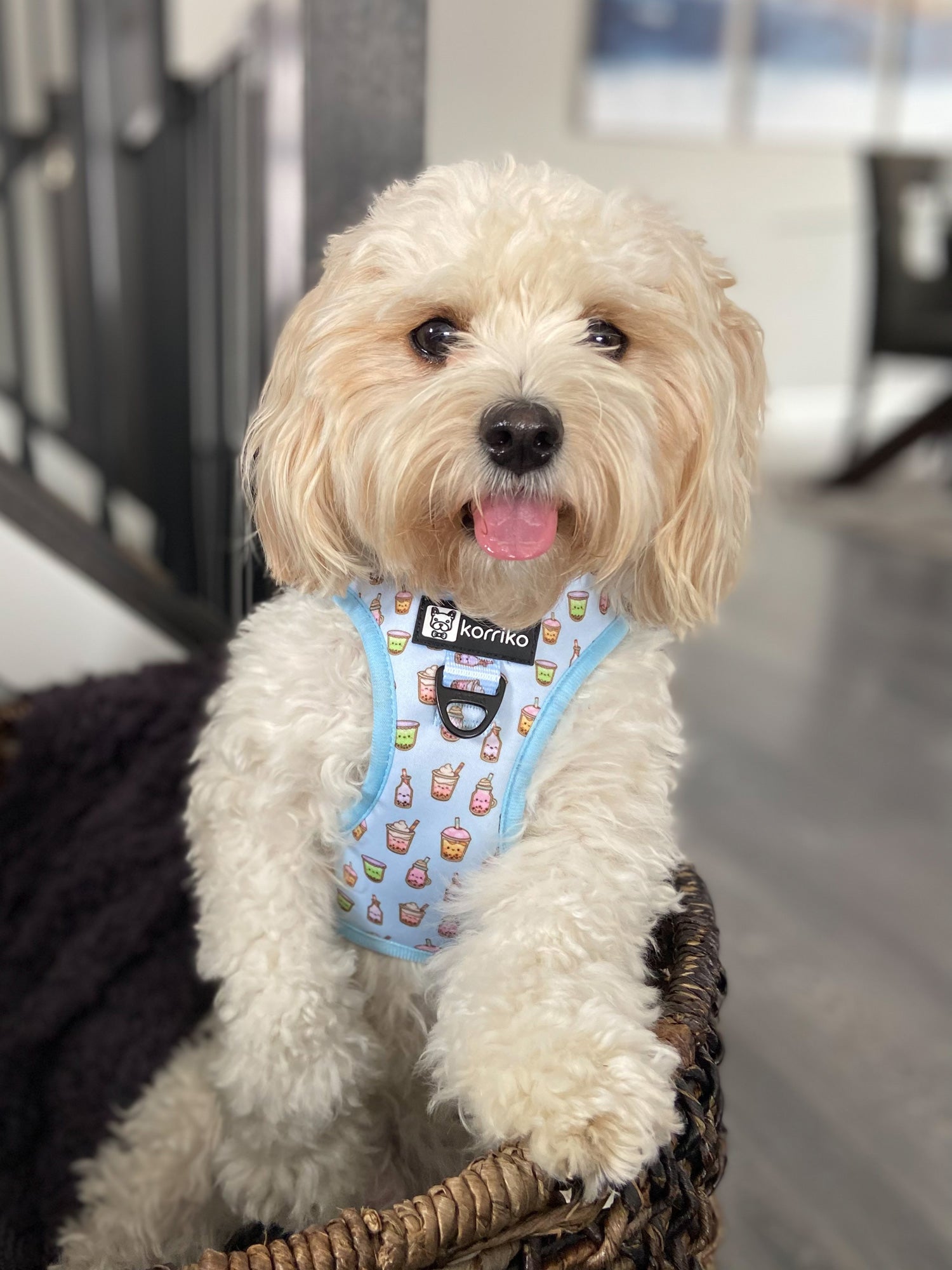 Step-In Dog Harness - Boba