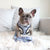 Reversible Dog Harness - Milky Way - Blue Paw Co.