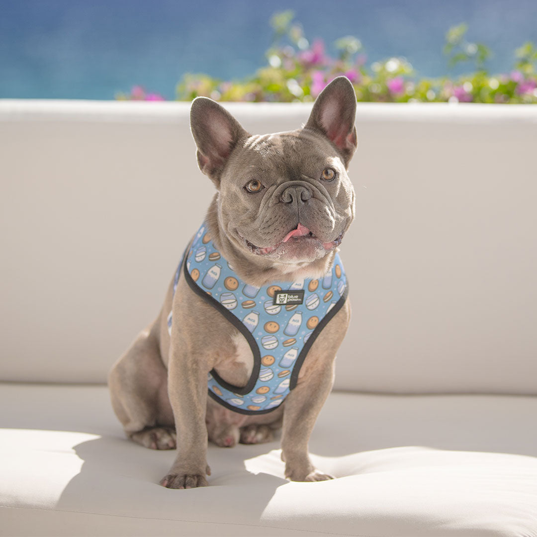 Reversible Dog Harness - Milky Way - Blue Paw Co.