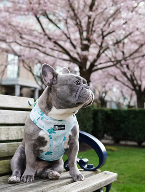 Adjustable Dog Harness - Mint Sakura (Final Sale)