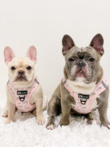 Essential Step-In Harness Walk Set - Over The Rainbow (3-Piece)