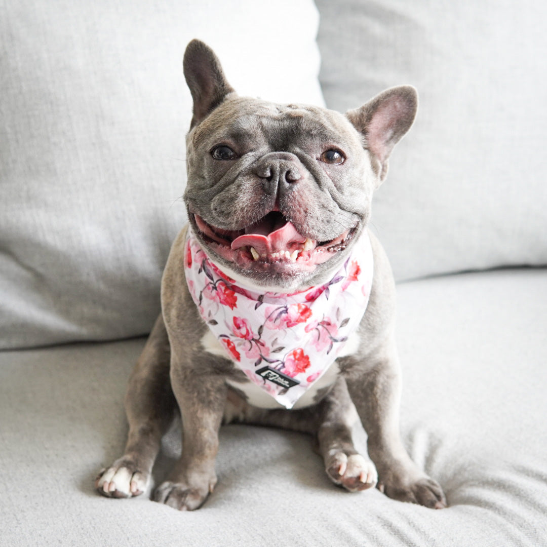 Cooling Dog Bandana - Rosa (Blue Paw Co. - FINAL SALE)