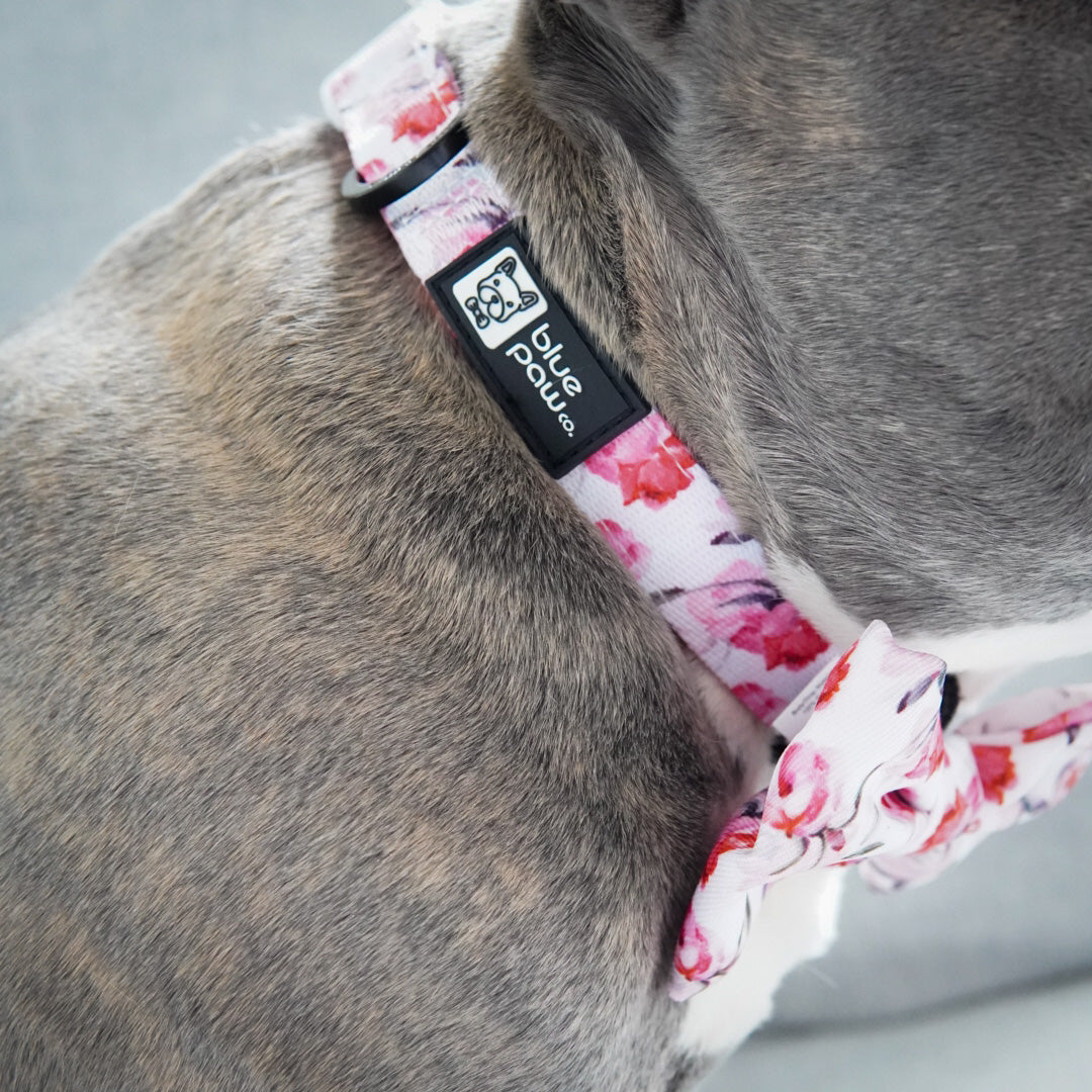 Dog Collar - Rosa (Blue Paw Co. - FINAL SALE)