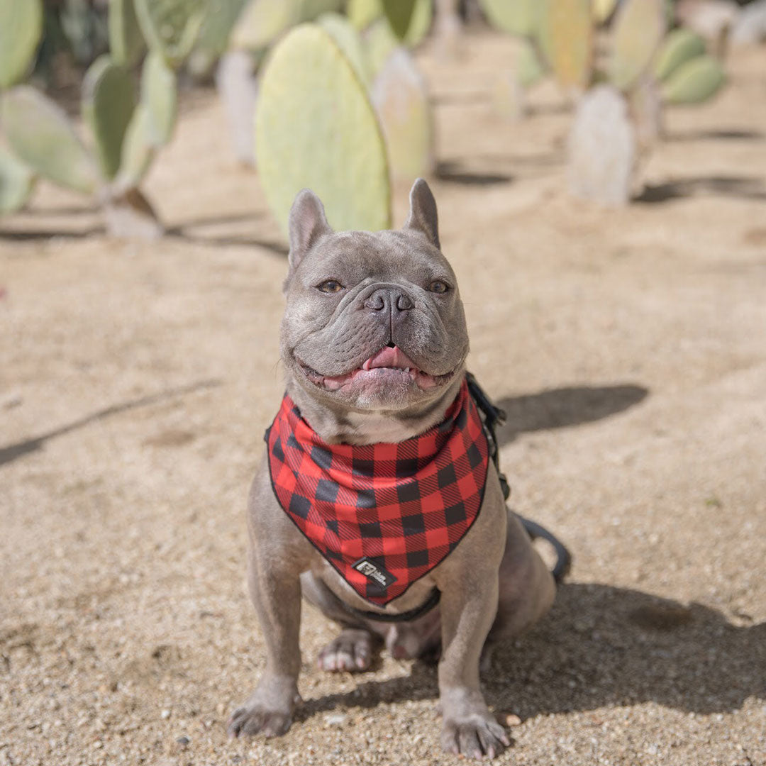 Dog Bandana - Ruffalo Plaid - Blue Paw Co.