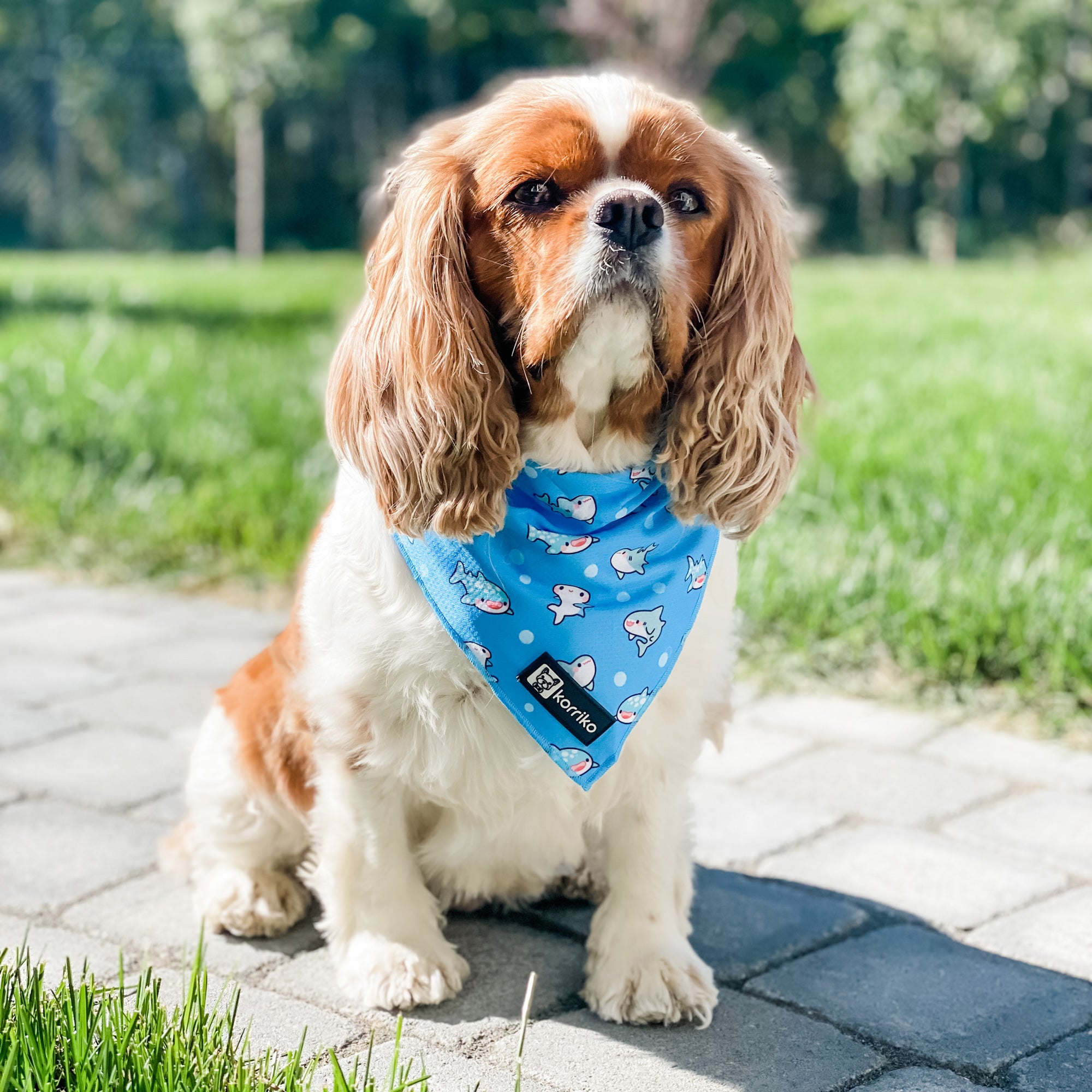 Cooling Dog Bandana - Shark