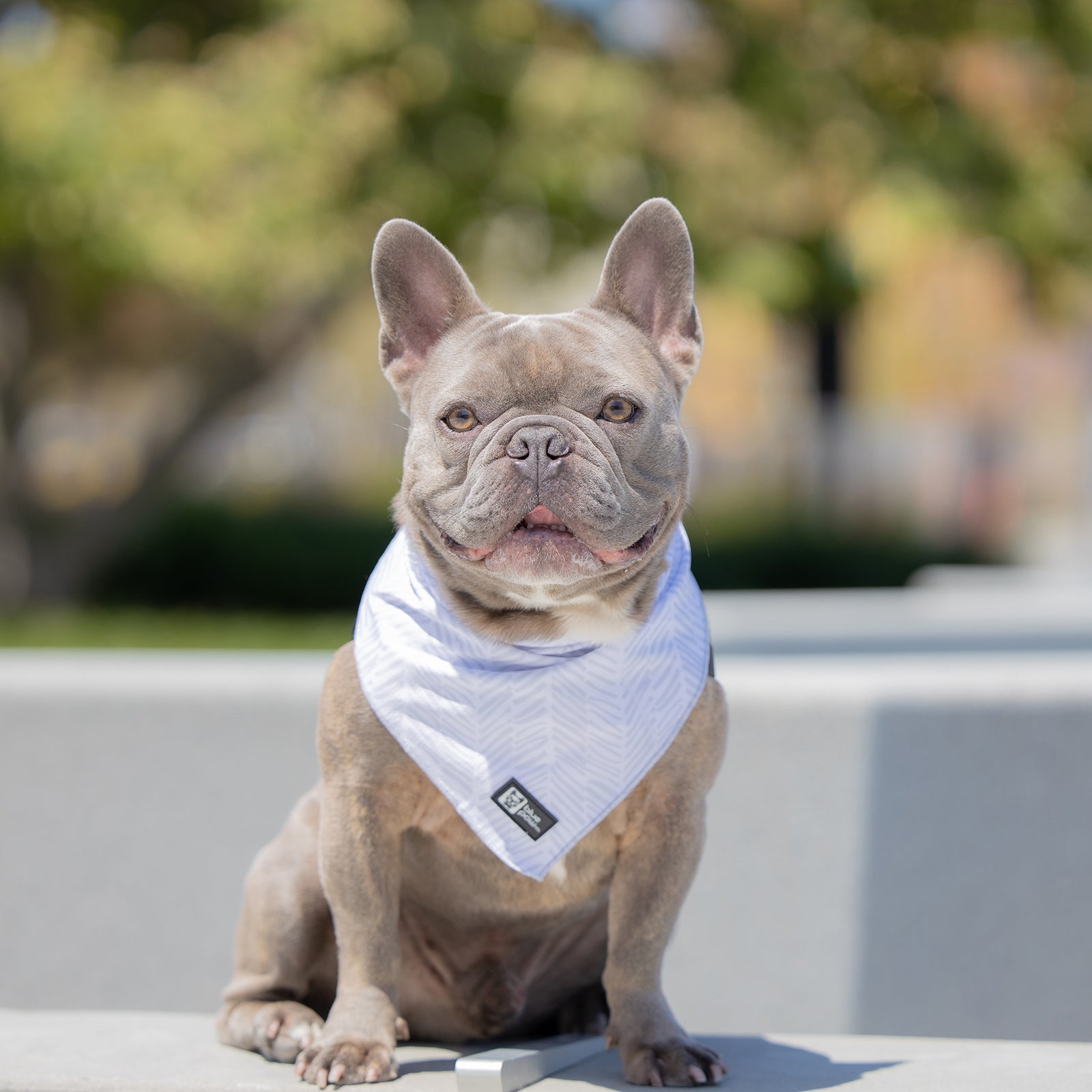 Cooling Dog Bandana - Silver Lining (Blue Paw Co. - FINAL SALE)