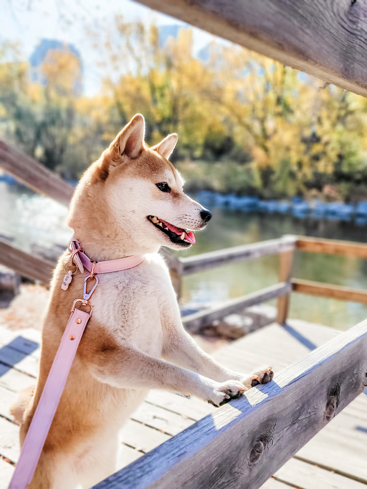 Signature Collar & Leash Set - Blush Pink (Final Sale)